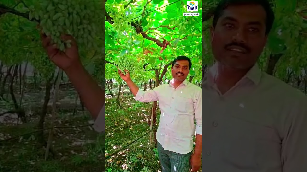 यशद्राक्षनगरी तासगाव प्रायोजित प्रशिक्षणातून कशी बदलली अनिल यादव यांची शेती? पहा संपूर्ण रिव्ह्यू.