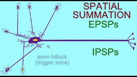AP1: NEURONS: SPATIAL SUMMATION.avi