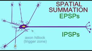 Full AP1: NEURONS: SPATIAL SUMMATION.avi Update