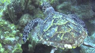 Action Scuba Montreal Goes Scuba Diving in Little Cayman