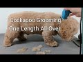 Cockapoo Grooming One Length All Over