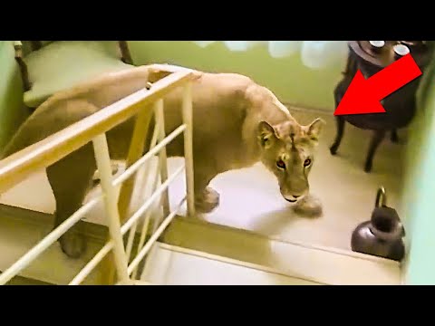 Unexpected Wild Animal Encounters Caught On Camera!