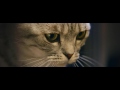 Curious Cats - Lamp - Whiskas TV ad