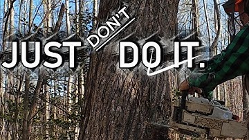 I Probably Should Have Hired Someone To Cut This Tree, Stubborn Mule!