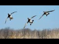 Hunting || Duck Hunting October 2020