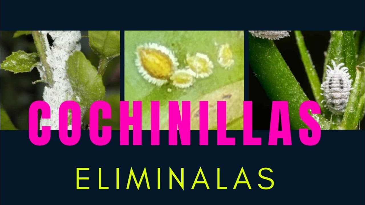 COMO ELIMINAR COCHINILLA DE SUCULENTAS / 2021