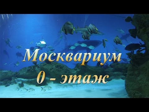 Москвариум. 0 - этаж. Виртуальная экскурсия.