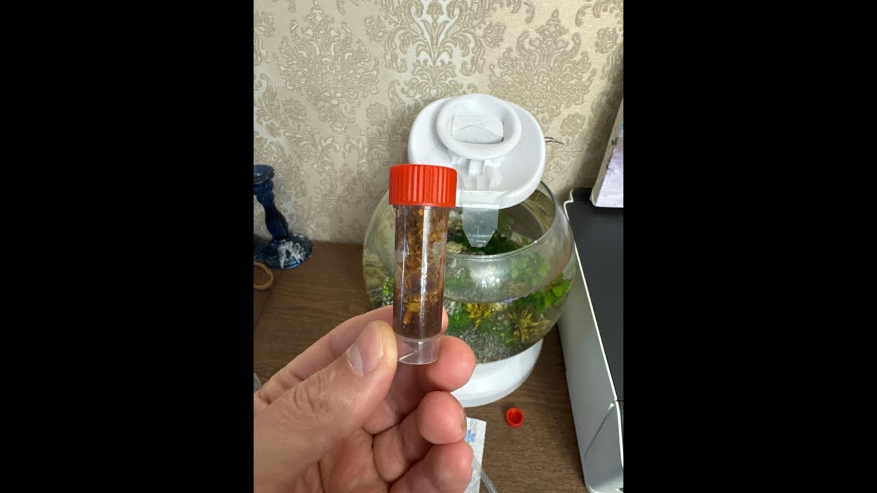 Глист под Микроскопом который вчера пережил никотиновую атаку