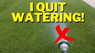 I Stopped Watering My Lawn