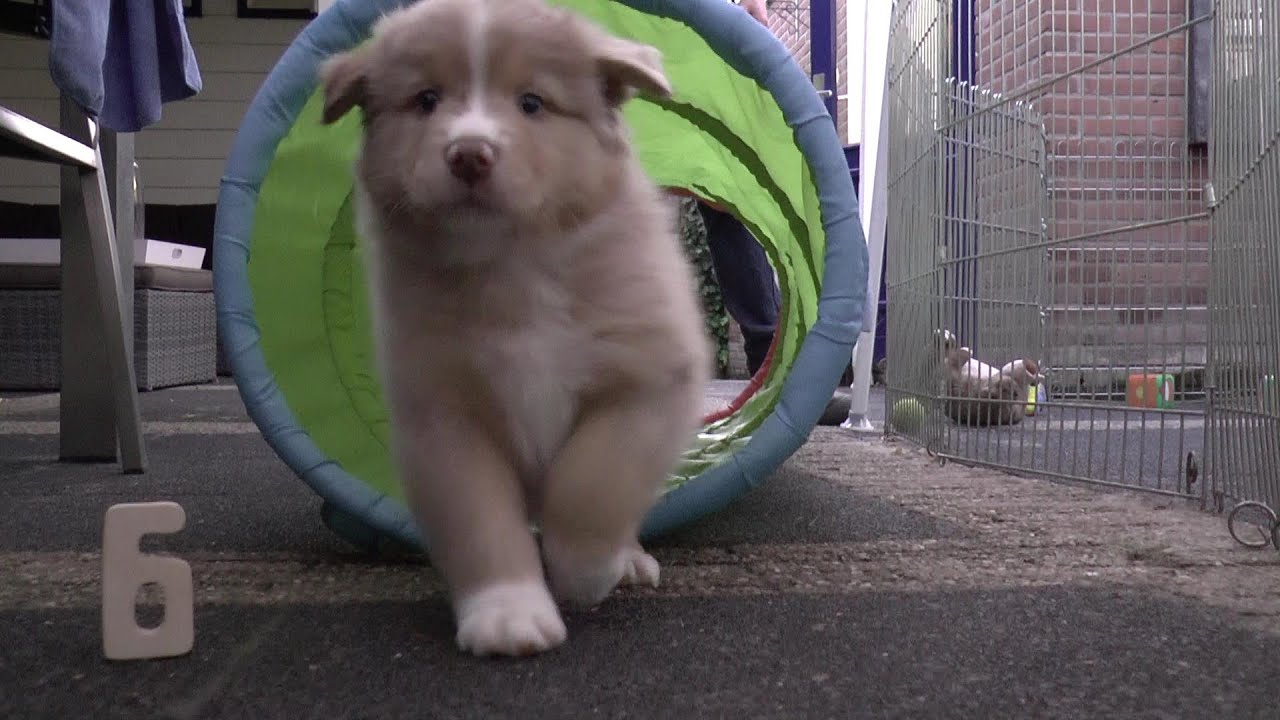 Australian Shepherd Puppies - 6 weeks old - Skayes - YouTube
