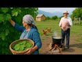 🌿 Village Cooking in Azerbaijan | Grandma Harvests Grape Leaves for Traditional Dolma