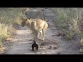 Lions vs  honey badgers  viralhog