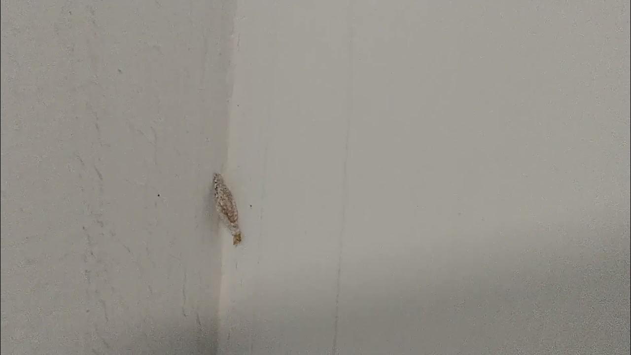 Maggots On Ceiling And Walls Shelly Lighting