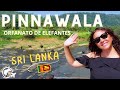 PINNAWALA - ORFANATO DE ELEFANTES - ELEPHANT ORPHANAGE [SRI LANKA]