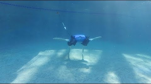 Researching Turtle- and Tortoise-Inspired Amphibious Locomotion with Experts from Yale University