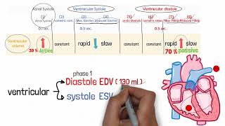 المحاضرة 5  شرح   Physiology  Lecture ( 5 )  C.V.S ( 5 )  Cardiac Cycle ( part 2 )