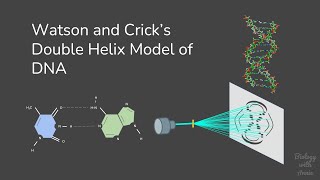 Watson and Crick's Double Helix Model of DNA