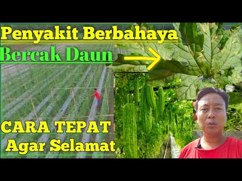 Video: Masalah Tanaman Giok - Apa Yang Harus Dilakukan Untuk Bintik Hitam Pada Daun Tanaman Giok