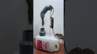 The Simplest Homemade Mouse Trap Idea // Mouse Trap 2 #Rat #Rattrap #Mousetrap #Shorts