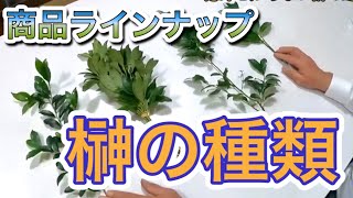 意外に知らない榊の種類【椿科】神棚榊