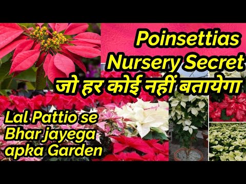 वीडियो: फर्टिलाइज़िंग पॉइन्सेटियास - पॉइन्सेटिया पौधों के लिए उर्वरक के बारे में जानें