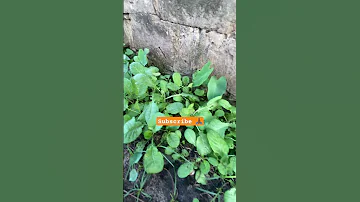 Sukuma Wiki Collard Greens Ikiwa Tial Kuhamishwa Or Ready For Transplant 