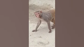 Monkey Video Animals Discovery Animal Planet Very Beautiful Animals 