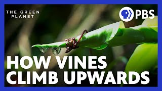 How Vines Lasso Their Way to the Top of the Plant World | The Green Planet | PBS
