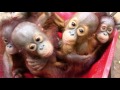 The World's Cutest "Preschool"