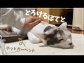 飼い主のホットカーペットを横取りして溶ける猫が可愛い