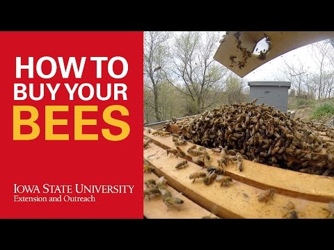Video: How To Buy Bees In