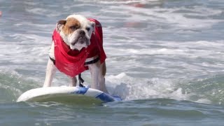 Dog Surfing Competition Will Make You Smile