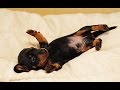 Dachshund`s world #6 В мире такс №6. Лучшие приколы про такс.