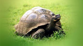 Слоновая галапагосская черепаха