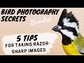 5 Tips For Taking Razor Sharp Images - Bird Photography Secrets Revealed - Jan Wegener Vlog