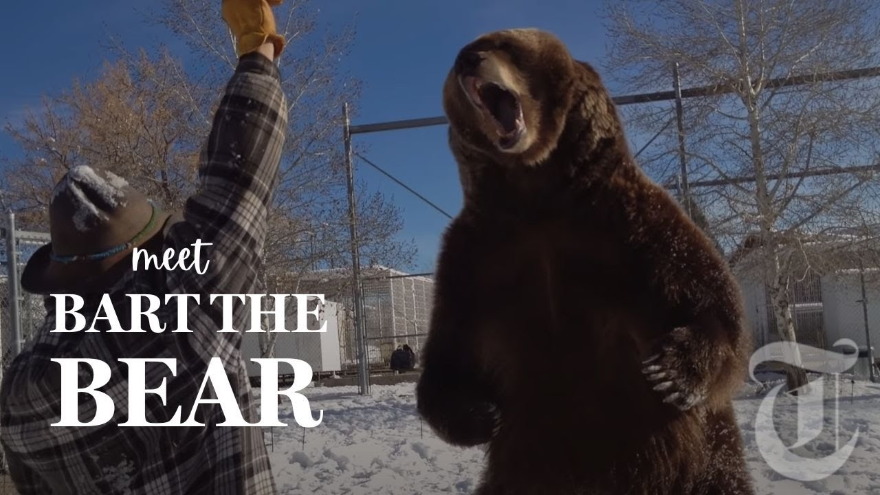 Bart the Bear II, featured in countless films and TV shows, dies