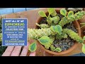 Tour My Euphorbia Collection 25 Unique Plants Tour My Euphorbia Collection 25 Unique Plants