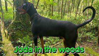 Joda male Doberman in the woods
