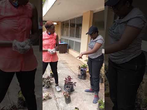 Video: Oblikovanje vrtov po navdihu Nigerije: Preberite več o rastlinah za nigerijske vrtove