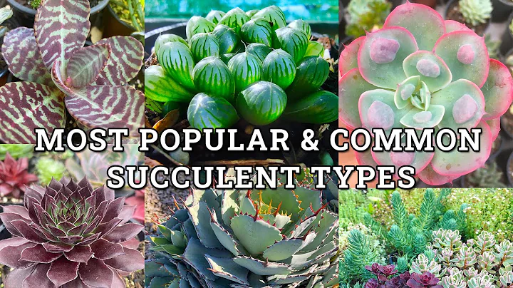Main Succulent Plant Types With Names & How To Identify Them - DayDayNews