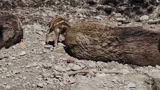 Wild Boar /Sus Scrofa