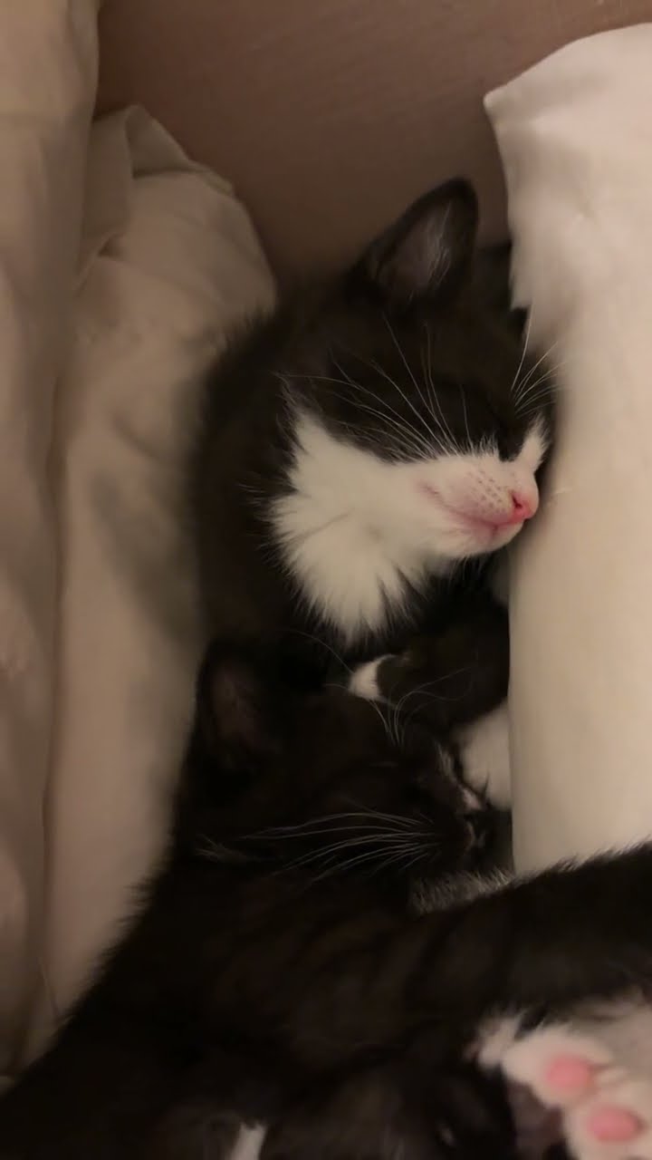 Six-Week-Old Passes Out|| ViralHog