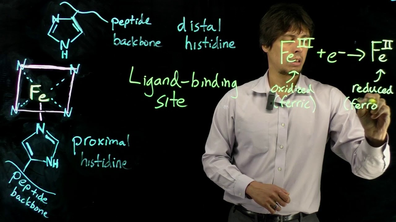 Topic 6.6 - The myoglobin binding site - YouTube