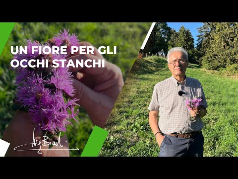 Video: Fiore centauro comune - Che cos'è una pianta centaurea e informazioni sulla crescita