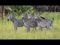 Amazing Safari in Selous, Tanzania 2017 (4K-Video)