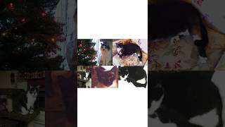 GEMSmoke Media Short | Photo Reel #6: Old Cats 2006 to 2021