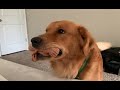 Golden Retriever Happy Sound