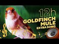 GOLDFINCH mule 12h Training Song - The Best Video?