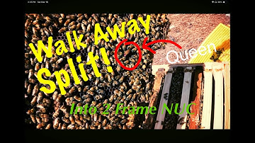 Beekeeping for Beginners | Walk Away Split using 2 Frame NUC