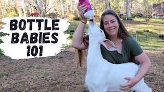 How To Raise Bottle Baby Goats & Lambs For Beginners